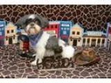 Adopt Snickers Montgomery a Shih Tzu