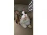 Adopt Macy a Norwegian Forest Cat  Mixed (medium coat) cat in Sc