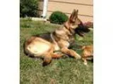 Adopt Elise a German Shepherd Dog  Mixed dog in Wichita KS (1530