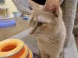 Adopt Mika a Domestic Short Hair - orange and white