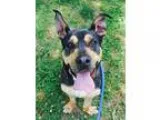 Adopt Reddington a Rottweiler  Basset Hound  Mixed dog in Atlant
