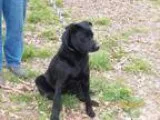 Neville - Male BoxerLabrador Retriever Mix