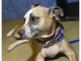 Adopt Phoenix a Basenji Boxer