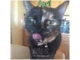 Nice persian kittens for adoption