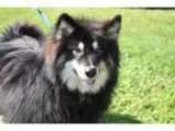 Adopt Dylan a Alaskan Malamute