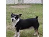Adopt Jake a Jack Russell Terrier