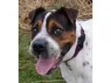 Adopt Rosa a Pit Bull Terrier  Mixed dog in Duncan BC (14579668)