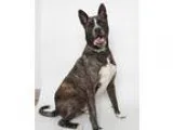 Adopt Star Wars Mom Posey a Domestic Short Hair-gray