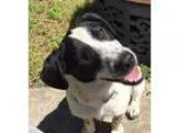 Adopt Morgan a Cattle Dog
