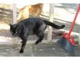Adopt Leonitis a All Black Domestic Shorthair (short coat) cat i