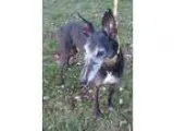 Adopt Blackjack a Greyhound