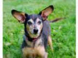 Adopt Chocolate (D11-248) a Black - with Tan Yellow or Fawn Dach