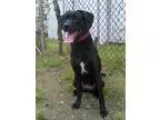 Adopt Hibachi a Black - with White Labrador Retriever  Mixed dog