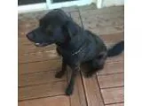 Adopt Titan a Black Labrador Retriever  Mixed dog in Doylestown 