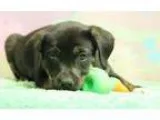 Adopt Chocolate Puppy Godiva (Has application) a BrownChocolate 