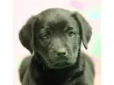 Adopt Chocolate Puppy Ferrero (Has application) a BrownChocolate