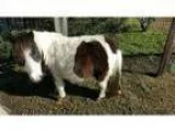 Pregnant Blue Eyed Miniature For Sale