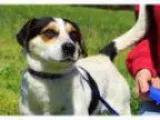 Adopt Buster a Beagle Jack Russell Terrier