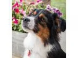 Adopt Rocky - MINI AUSSIE a Tricolor (TanBrown and Black and Whi