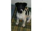 Sasha - Female Shepherd (Unknown Type)Hound (Unknown Type) Mix
