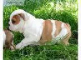 Akc reg english bulldog puppies for sale
