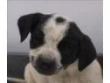 Adopt Winnie a Australian Cattle Dog (Blue Heeler)