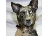 Adopt Sylvia a Australian Shepherd  Australian Cattle Dog  Mixed