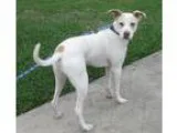 Adopt Sammy a Jack Russell Terrier Labrador Retriever