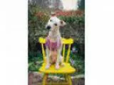 Adopt Daisy a Cattle Dog Terrier