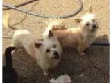 Adopt COSMO and LUNA a TanYellowFawn Norwich Terrier  Norfolk Te
