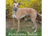 Adopt Pw bullet a RedGoldenOrangeCh estnut Greyhound Mixed dog