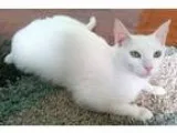 Adopt Ruby a White Domestic Shorthair (short coat) cat in Addiso