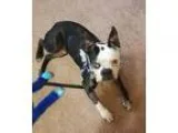 Adopt Blu JV in KY a Black - with White Boston Terrier  Mixed do