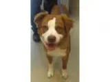 Adopt zeus a Australian Shepherd  Mixed dog in Johnson City TN (
