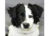 Adopt Mac a Border Collie  Corgi  Mixed dog in Modesto CA (15361