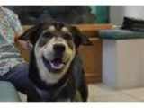 Adopt Rusty a German Shepherd Dog Siberian Husky