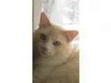 Adopt Levi a Siamese Domestic Medium Hair