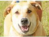 Adopt LOLA a TanYellowFawn Labrador Retriever  Mixed dog in Fern