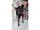 Adopt Banyan a Greyhound