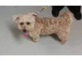 Adopt Luke a TanYellowFawn Toy Poodle  Terrier (Unknown Type