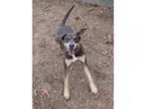 Adopt Ember a Hound Rottweiler