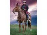 RED ROAN qh MARE trail riding