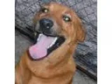 Adopt Happy a Labrador Retriever