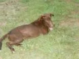 Adopt Rufus a Labrador Retriever