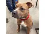 Adopt Romeo a TanYellowFawn American Staffordshire Terrier  Mixe