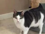 Adopt Fergie a White (Mostly) Domestic Shorthair  Mixed (short c