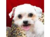 Adopt Tamika Ranger a Shih Tzu