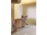 Adopt Frodo a Orange or Red (Mostly) Domestic Shorthair (short c