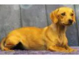 Adopt Karli a Dachshund