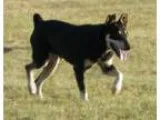 Adopt Dobby a Doberman Pinscher Shepherd